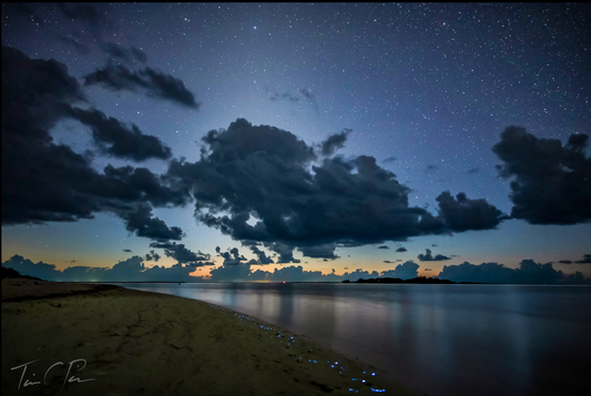 Bush Key Bioluminescent Beach Walk