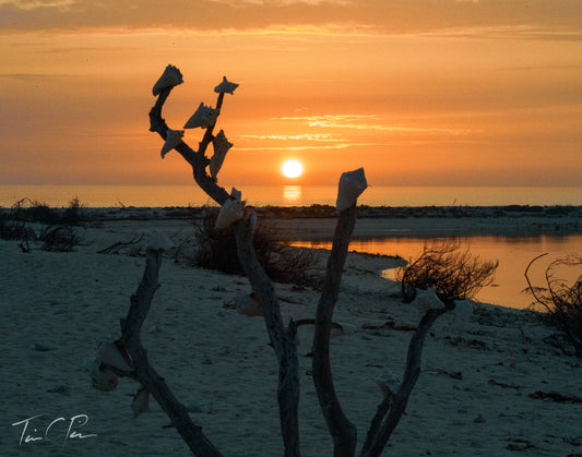 Bush Key Conch Tree Sunrise