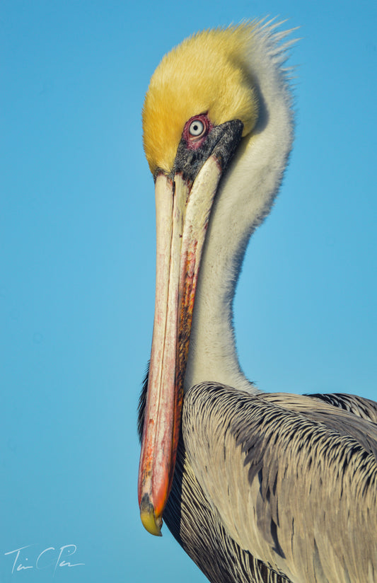 Pelican